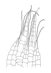 Brachythecium campestre, endostome detail. Drawn from K.W. Allison 5723, CHR 379104.
 Image: R.C. Wagstaff © Landcare Research 2019 CC BY 3.0 NZ